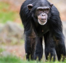 Info-Abend: Ja zur Initiative «Grundrechte für Primaten»