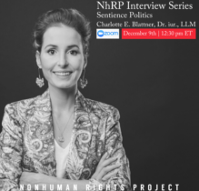 Interview mit Charlotte Blattner – Nonhuman Rights Project